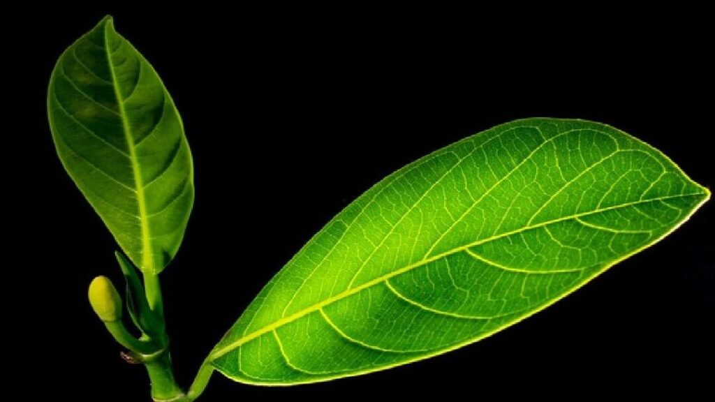 Contoh Daun Menyirip dalam Berbagai Jenis Tumbuhan