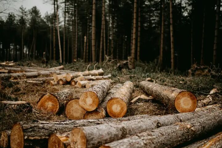 Contoh Hutan Produksi dan Manfaatnya bagi Lingkungan