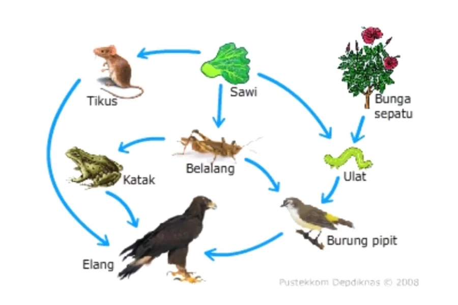 Contoh Jaring-Jaring Makanan dalam Ekosistem Lengkap dan Beragam