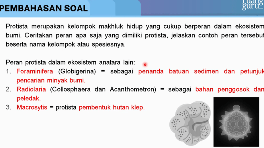 Contoh Protista dan Perannya dalam Ekosistem