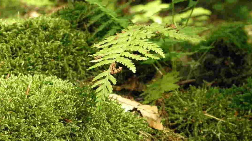 contoh-tumbuhan-higrofit-dan-ciri-cirinya-di-alam Contoh Tumbuhan Higrofit dan Ciri-Cirinya di Alam