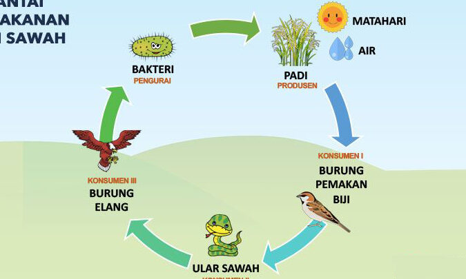 Rantai Makanan di Sawah: Komponen dan Peranannya dalam Ekosistem